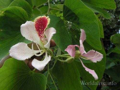 07 - Baracoa a okolí