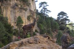 Jelen lesni (Ciervo) IMG 5730ev