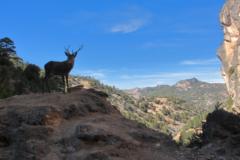 Jelen lesni (Ciervo) IMG 5742ev