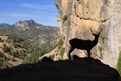 Jelen lesni (Ciervo) IMG 5744ev