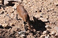 Kozorozec Iberijsky Cabra Montes (PN de la Sierra de Cazorla y las Villas) IMG 5702