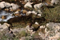 Kozorozec Iberijsky Cabra Montes (PN de la Sierra de Cazorla y las Villas)  IMG 5708ev