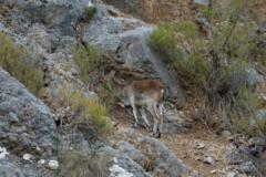 Kozorozec Iberijsky Cabra Montes (PN de la Sierra de Cazorla y las Villas)  IMG 5866ev
