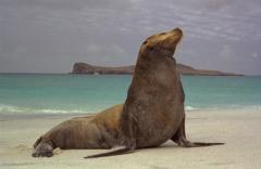 Lachtan galapážský (Arctocephalus galapagoensis) 06-01 (Galapagos - Espanola)