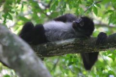 Malpa kapucinska - Mono Cariblanco - White throated Capuchin IMG 1445evM