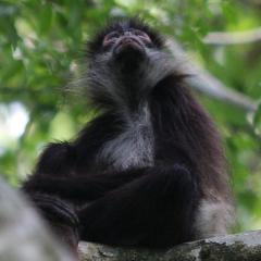 Malpa kapucinska - Mono Cariblanco - White throated Capuchin IMG 1454evM